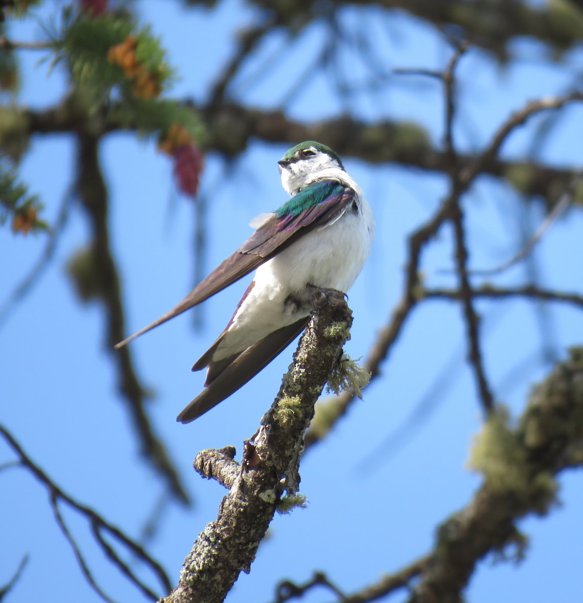 Violet-green Swallow - ML637149162