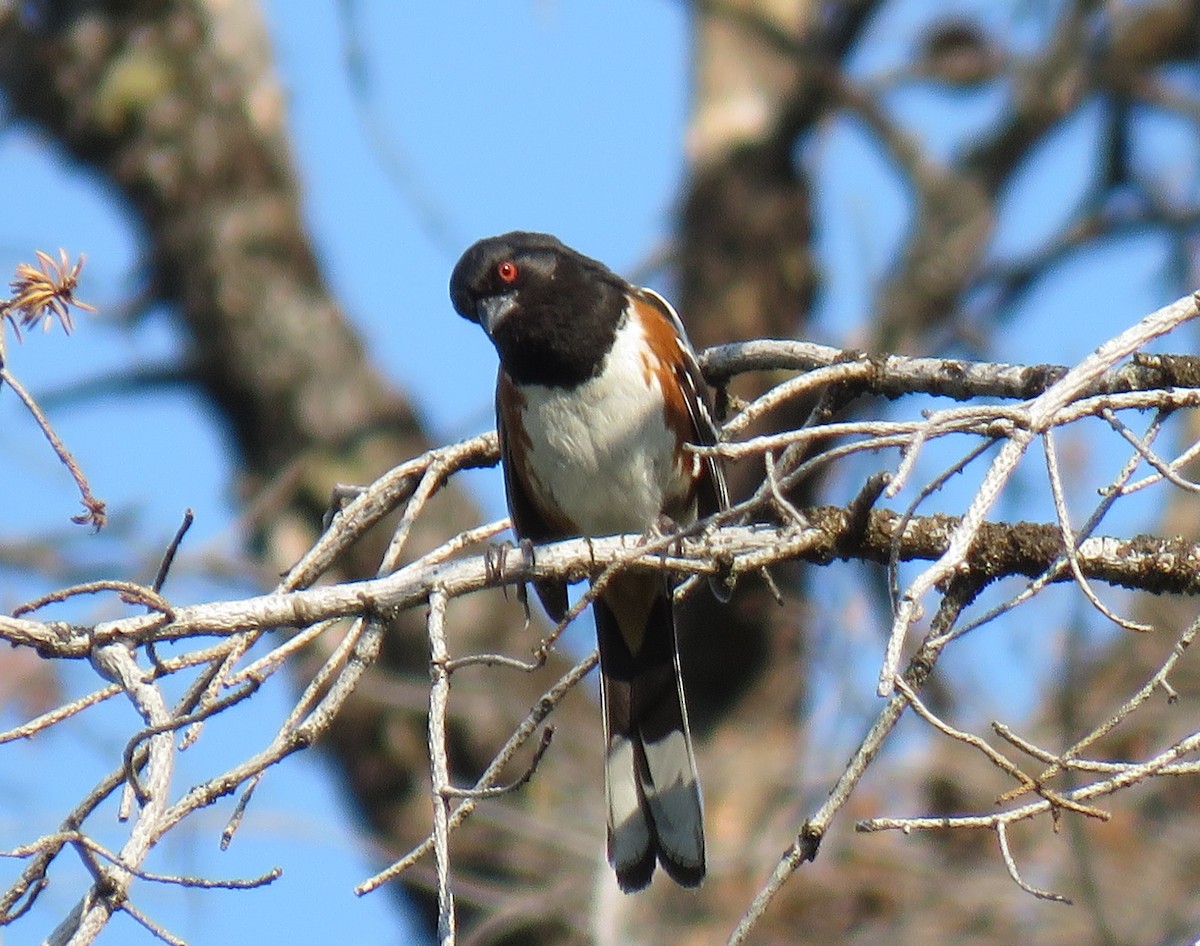 Spotted Towhee - ML637149170