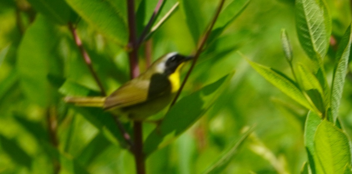 Common Yellowthroat - ML637149172