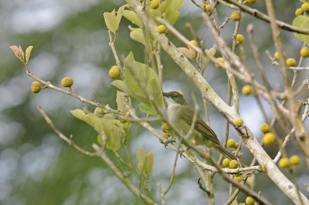Simple Greenbul - ML637149181