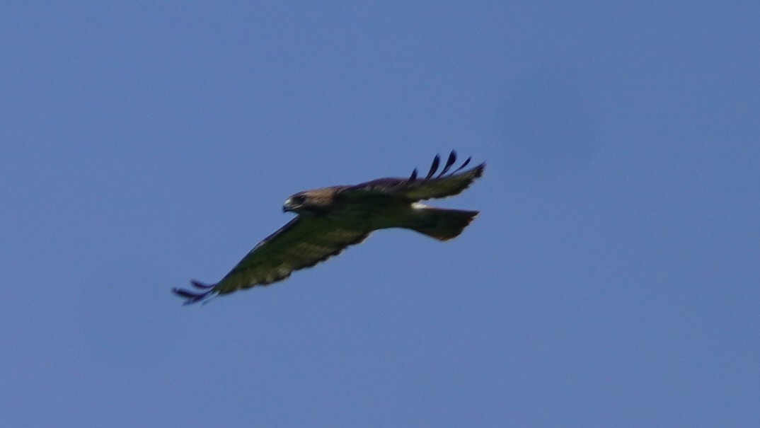 Red-tailed Hawk - ML637149236