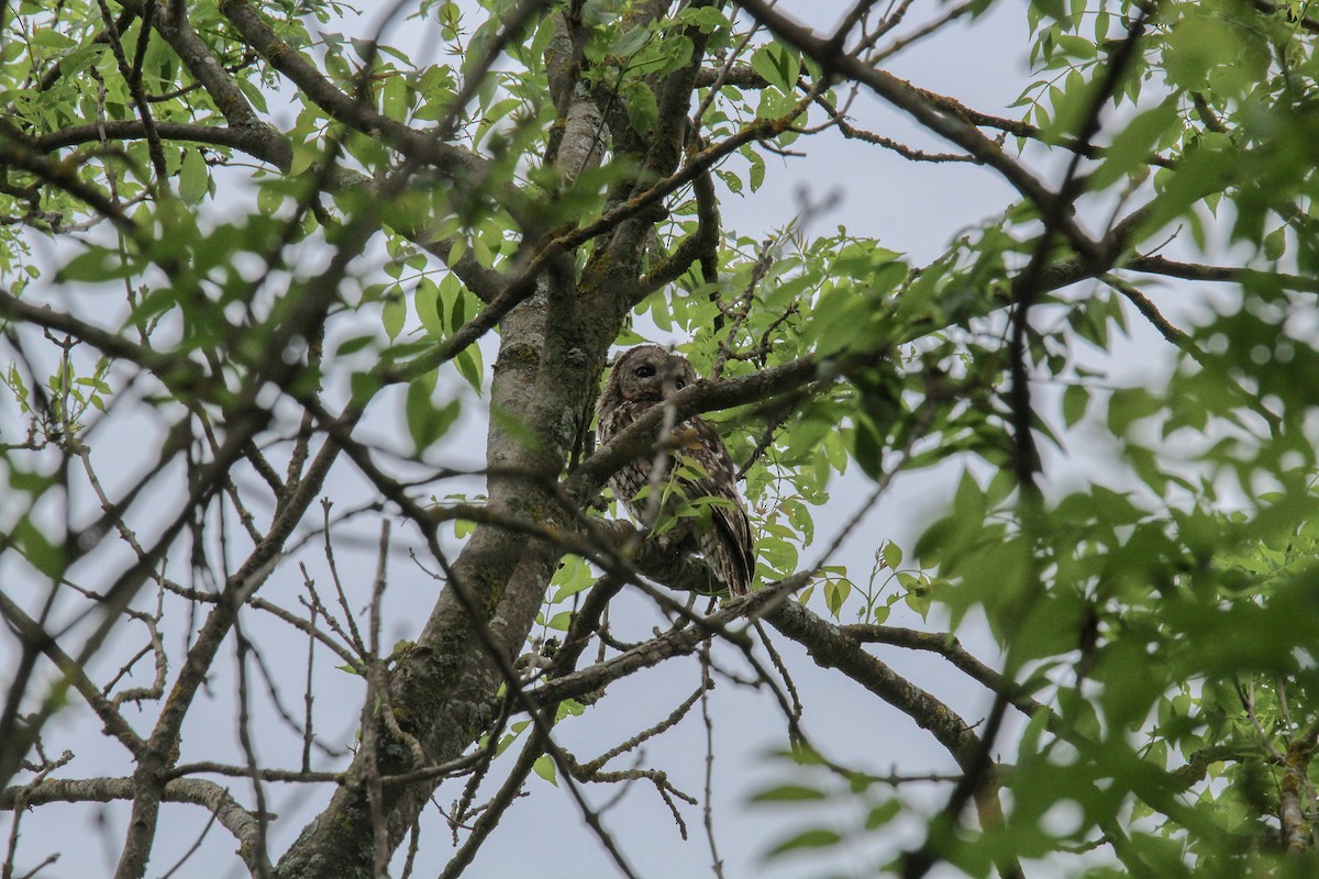 Tawny Owl - ML637149247