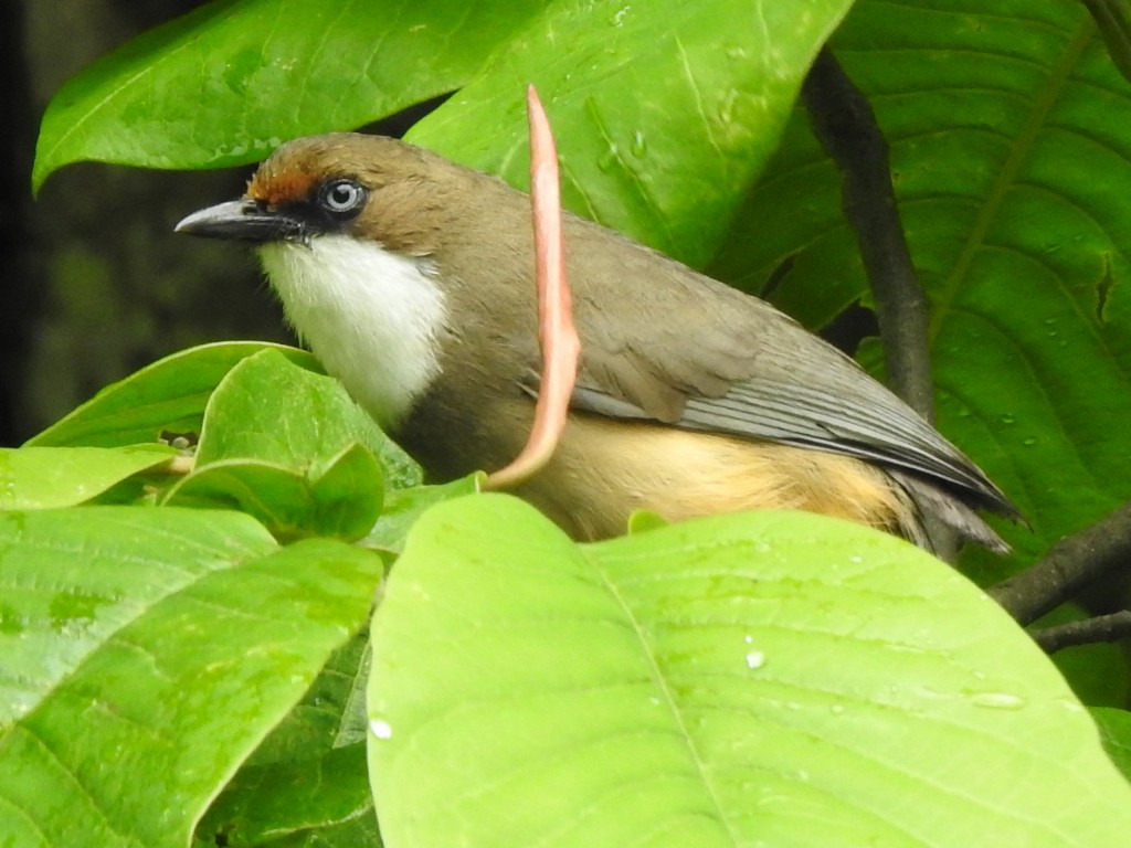 White-throated Laughingthrush - ML637149362