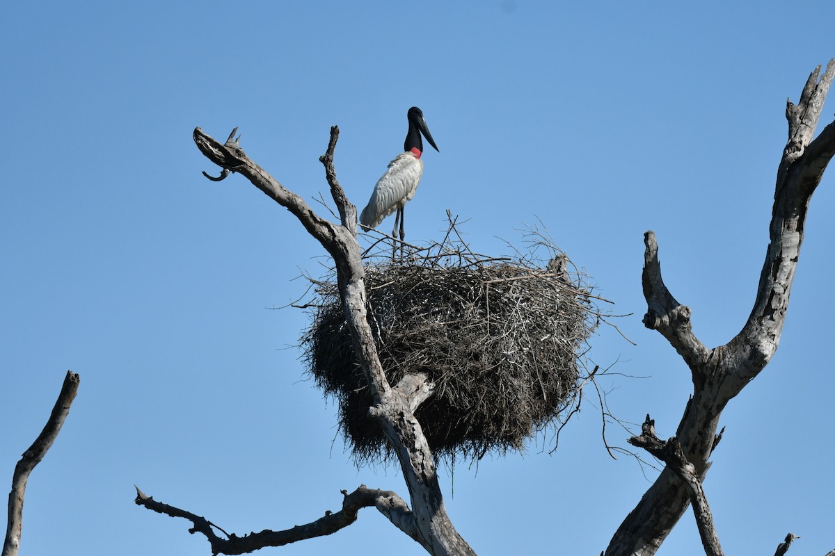 Jabiru - ML637149449