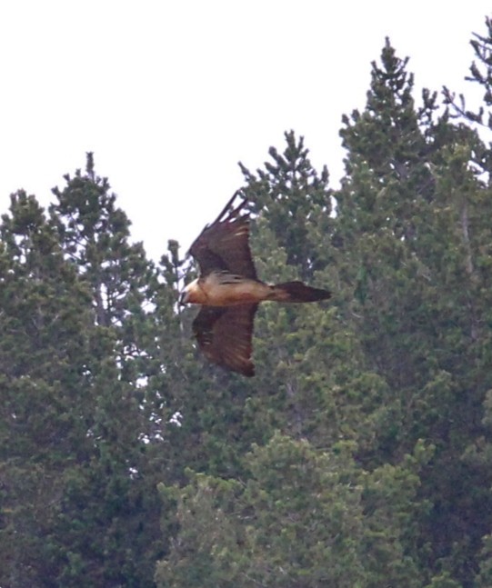 Bearded Vulture - ML637149484