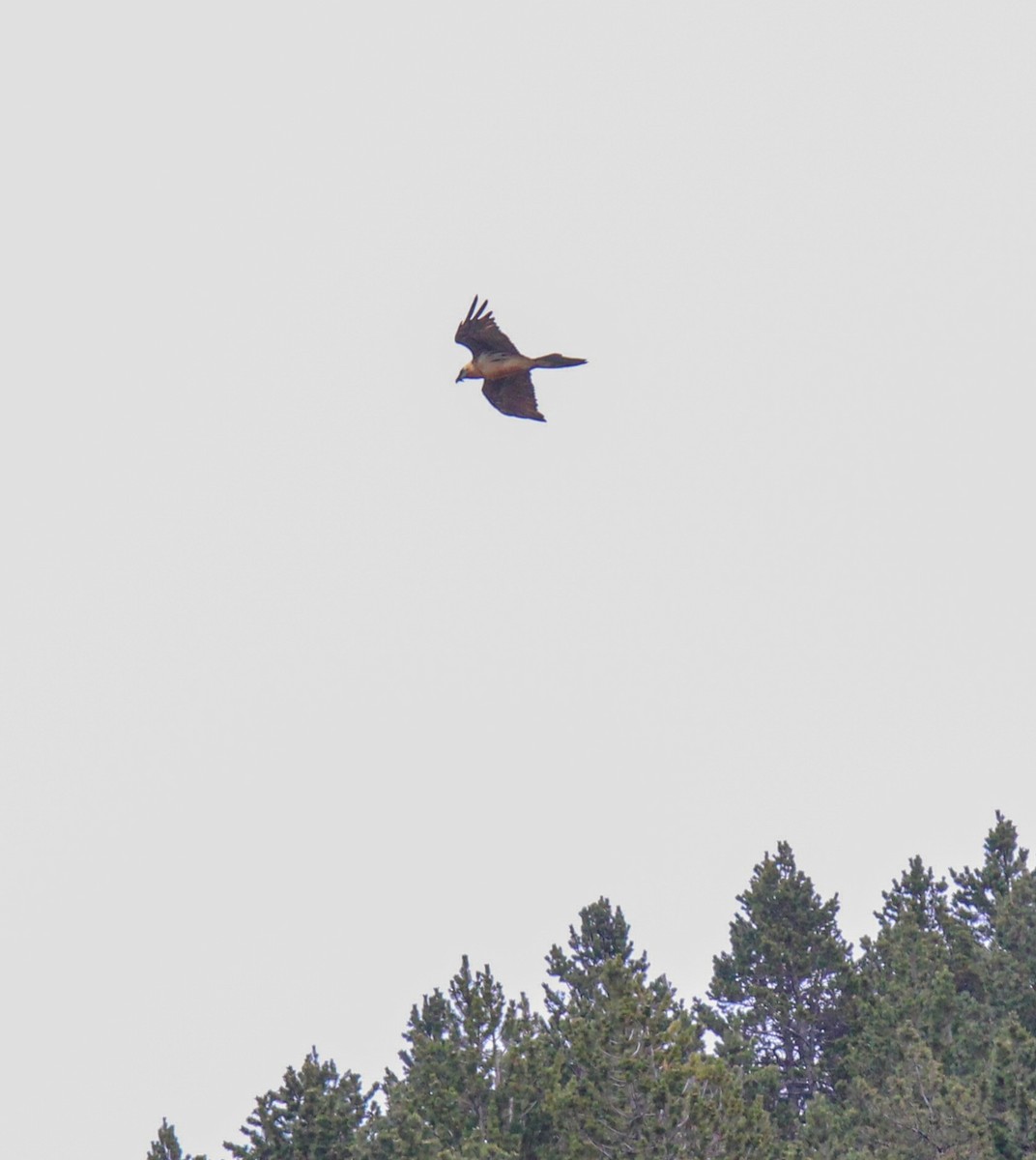 Bearded Vulture - ML637149485