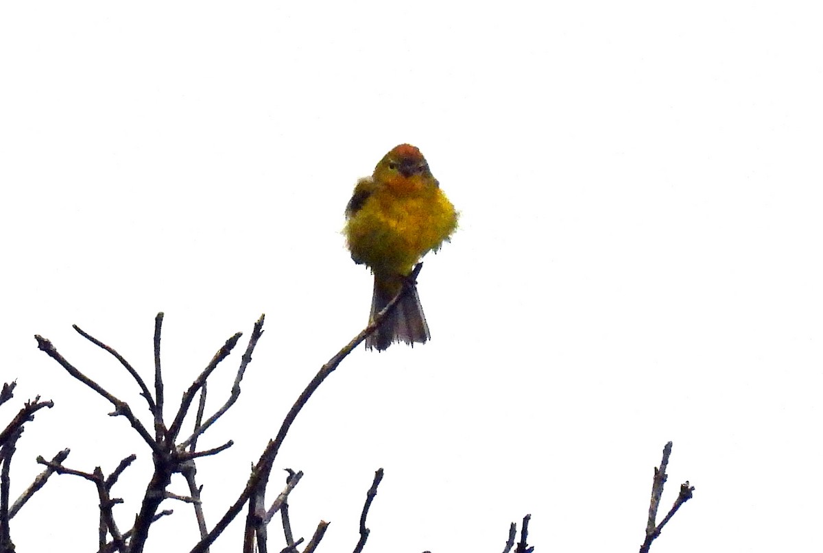 Orange-crowned Warbler - ML637149559