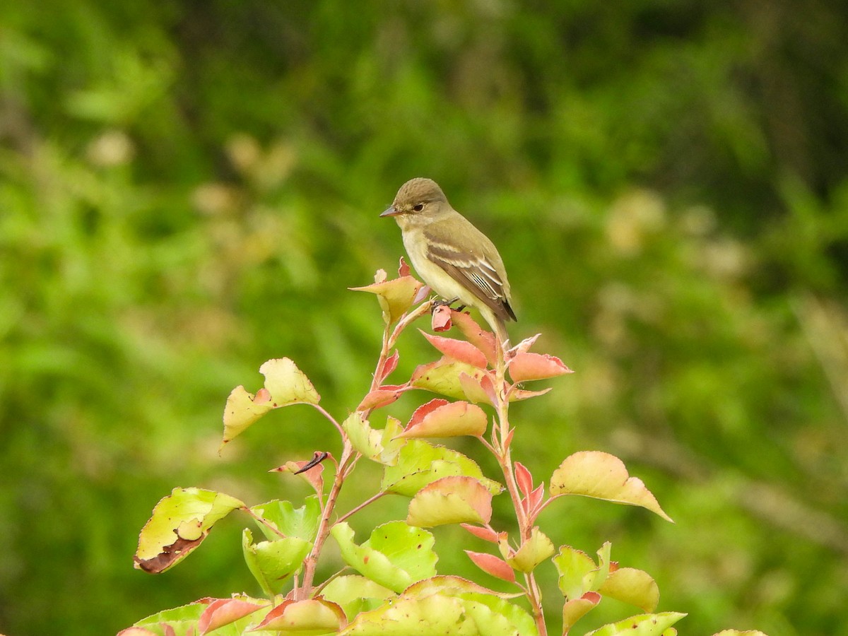 Willow Flycatcher - ML637149655
