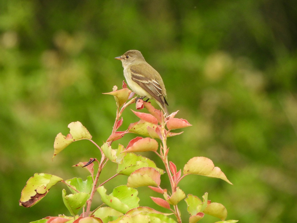 Willow Flycatcher - ML637149656