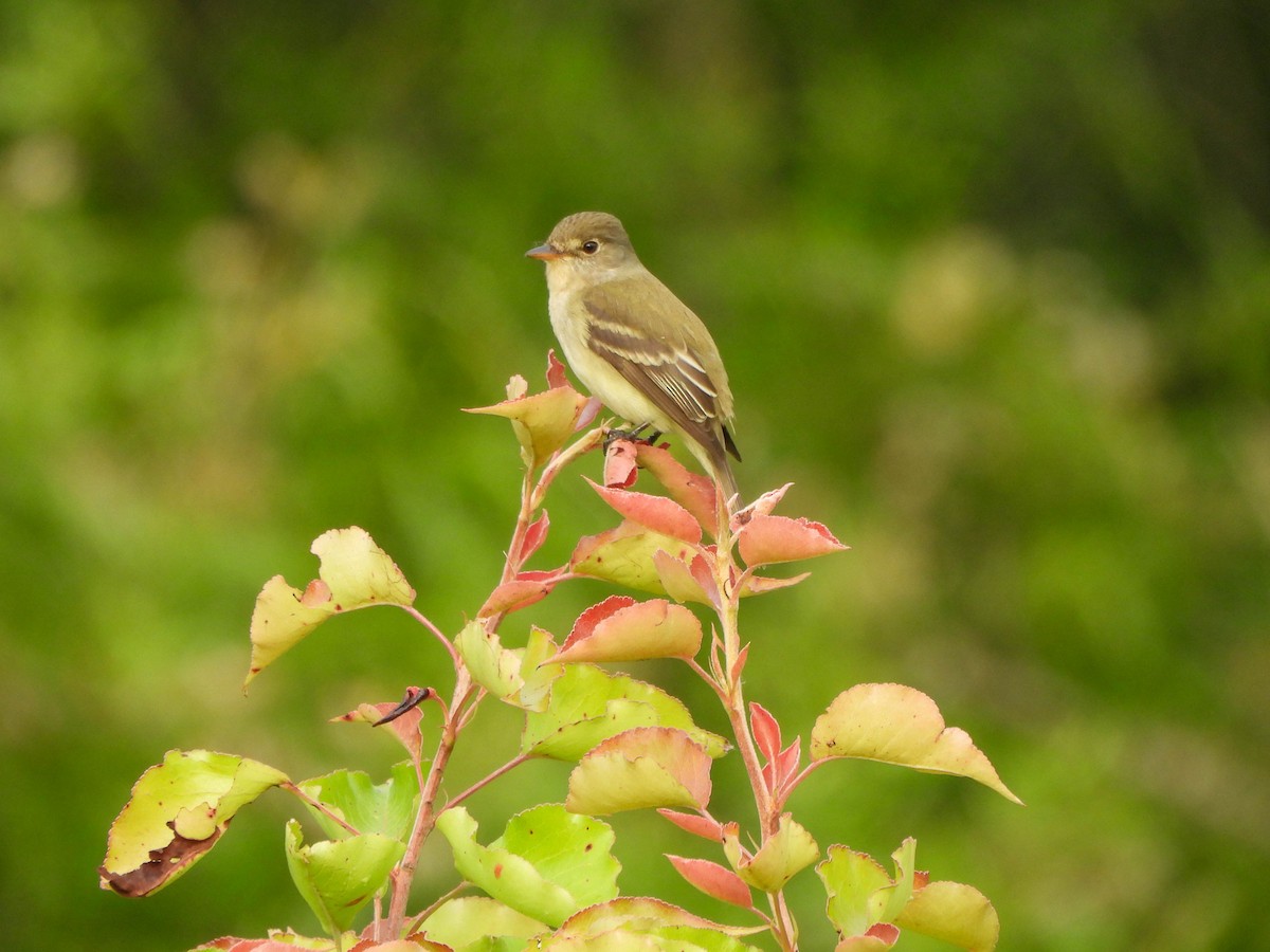 Willow Flycatcher - ML637149657