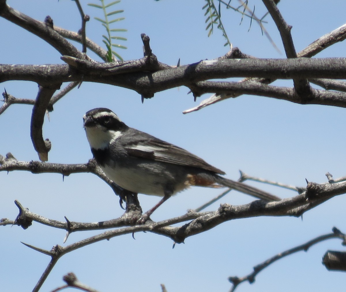 Ringed Warbling Finch - ML637149774