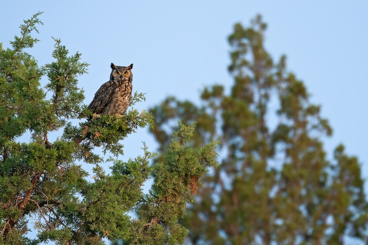 Great Horned Owl - ML637149838