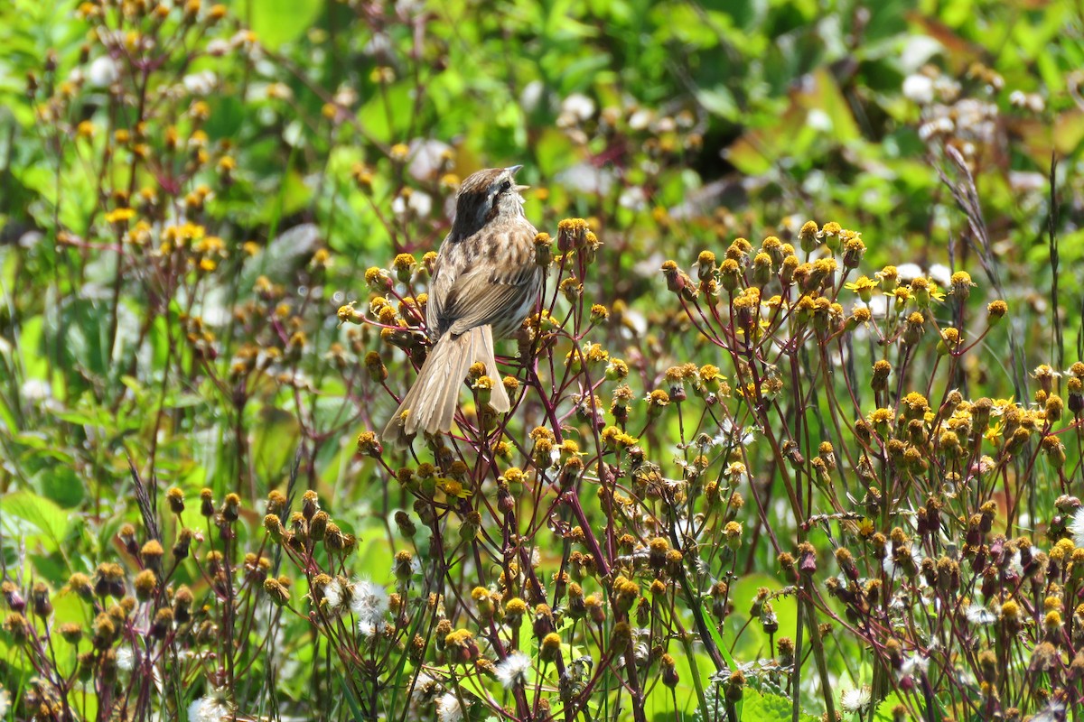 Song Sparrow - ML637149919