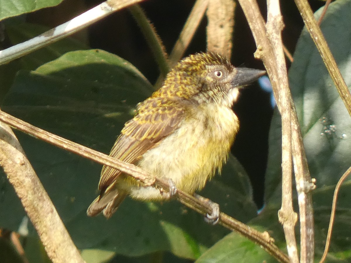 Speckled Tinkerbird - ML637149923