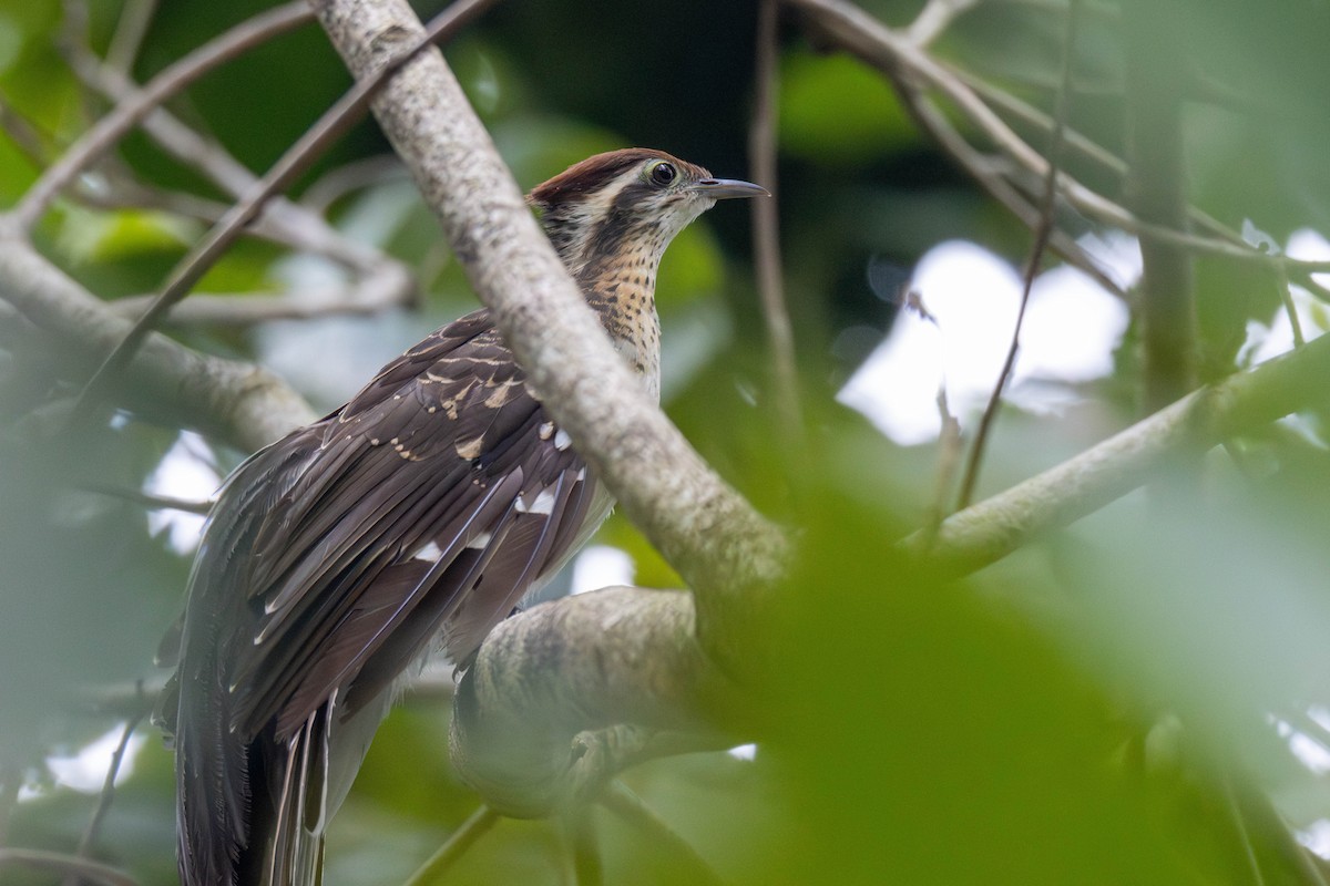 Pheasant Cuckoo - ML637149938