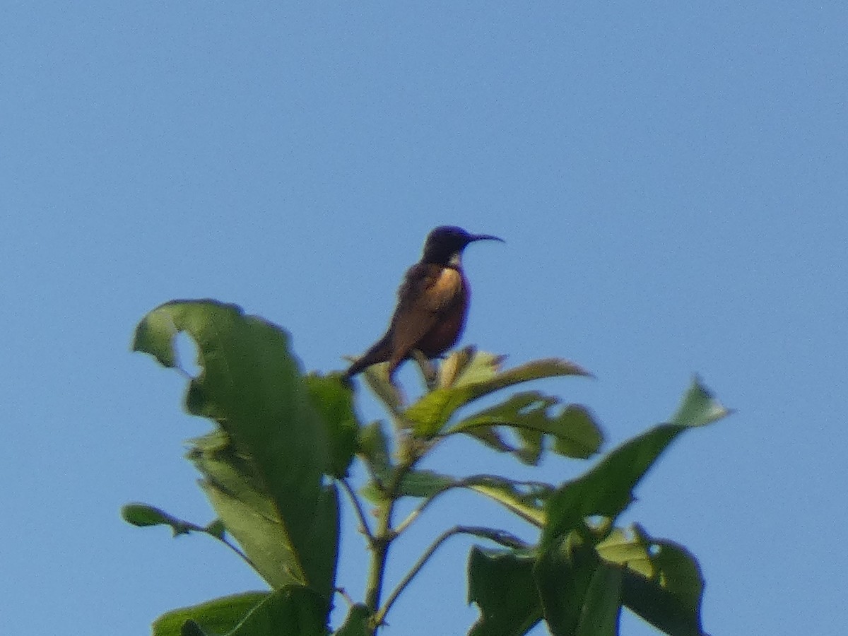 Buff-throated Sunbird - ML637149939