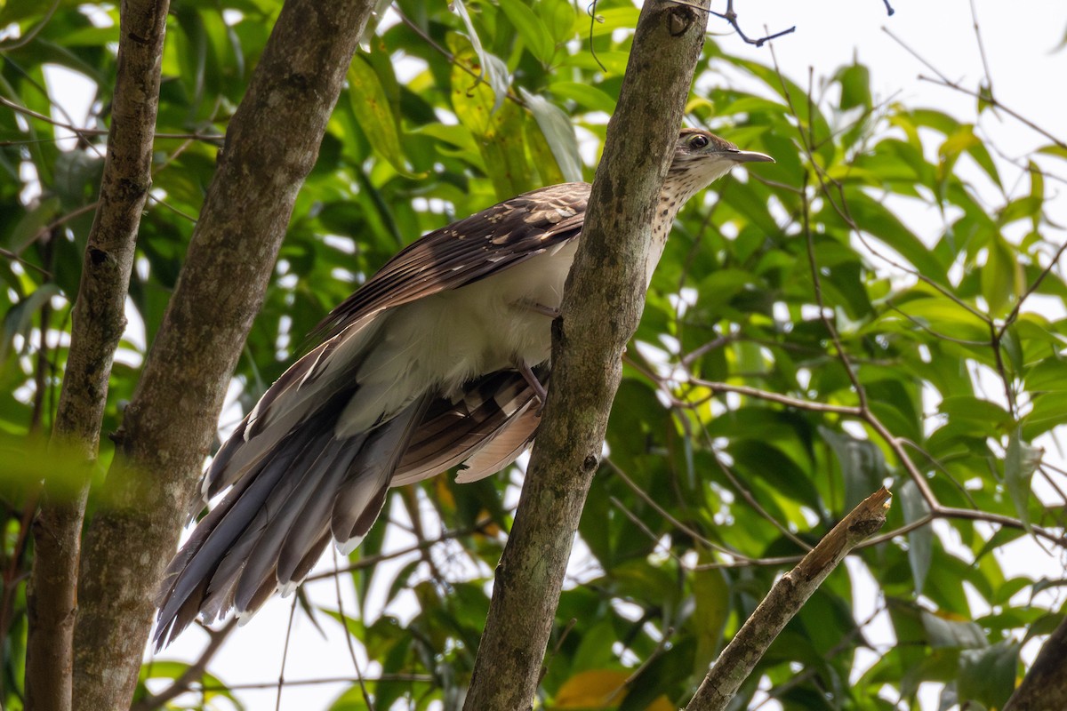 Pheasant Cuckoo - ML637149941