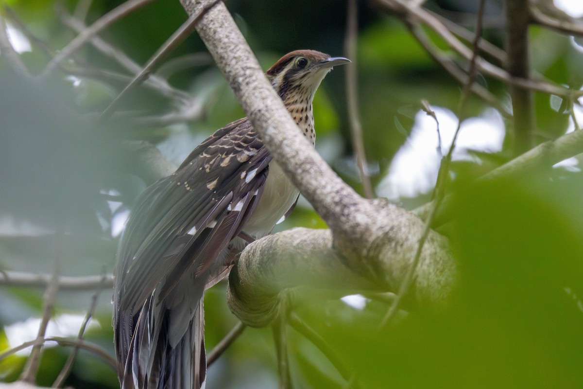 Pheasant Cuckoo - ML637149943