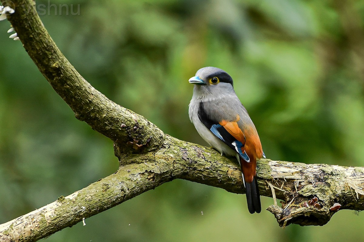 Gray-lored Broadbill - ML637149987