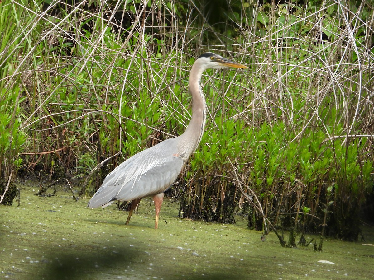 Great Blue Heron - ML637150001