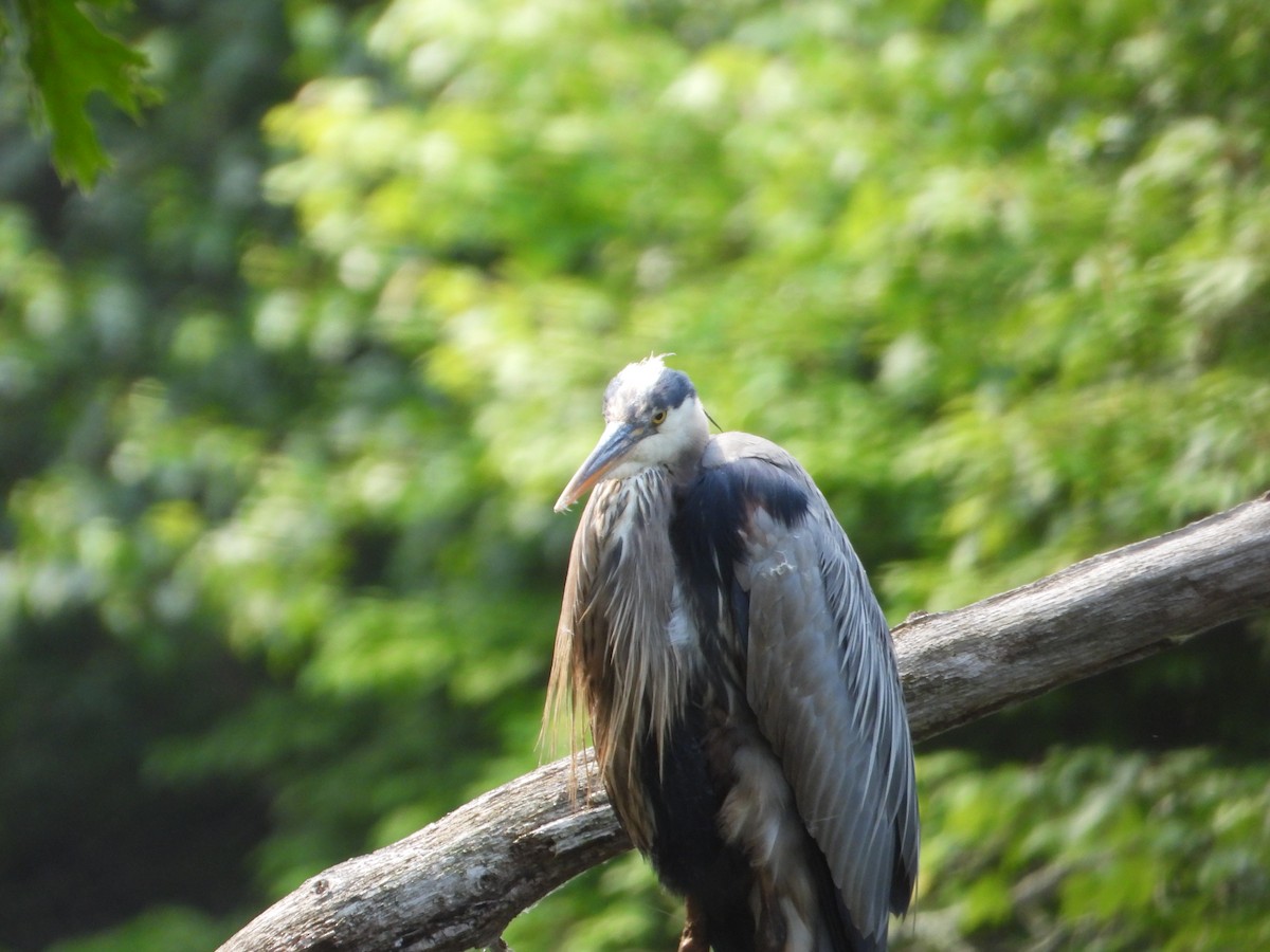 Great Blue Heron - ML637150002