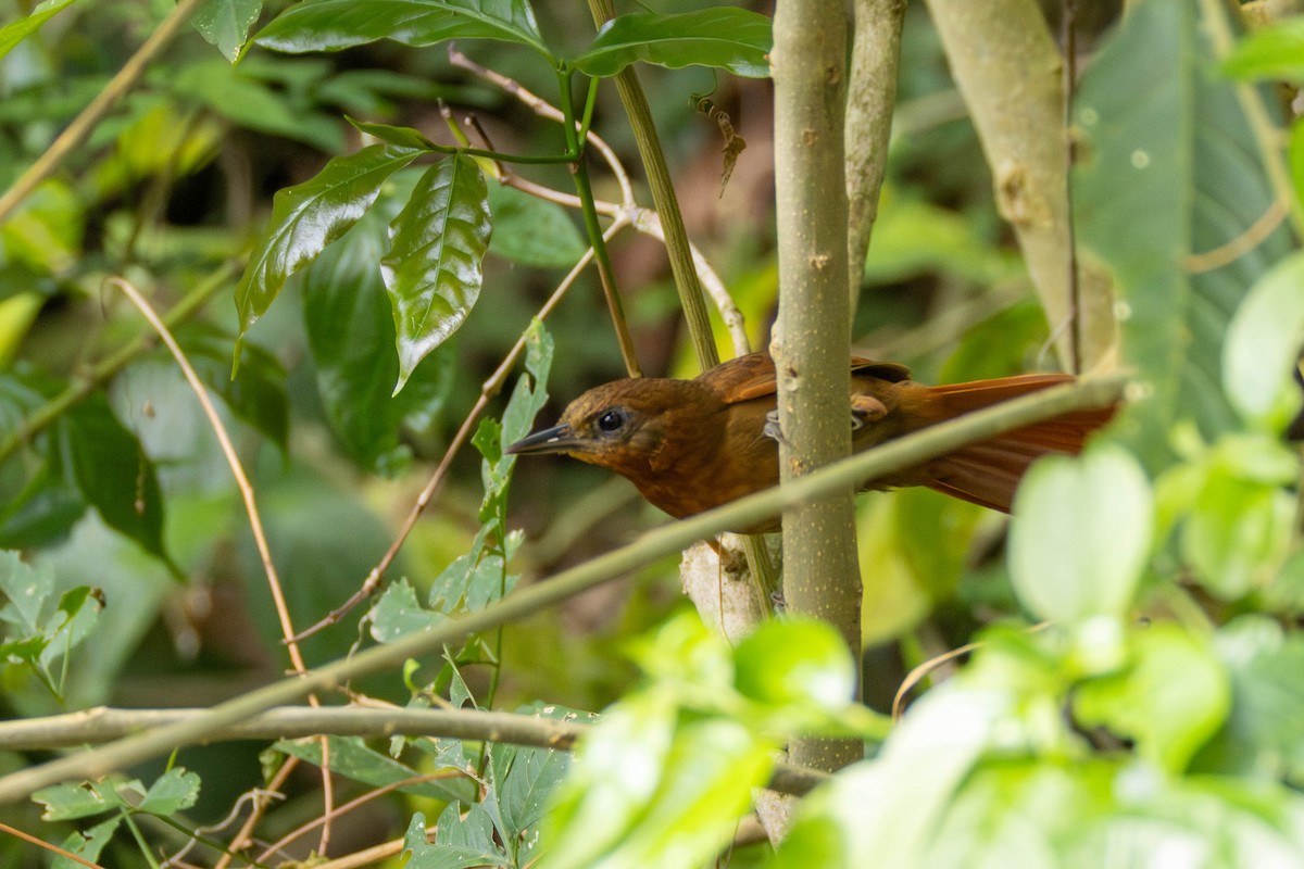 Ruddy Foliage-gleaner - ML637150024