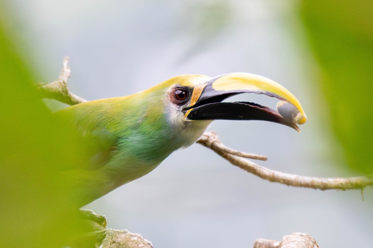 Northern Emerald-Toucanet (Wagler's) - ML637150050
