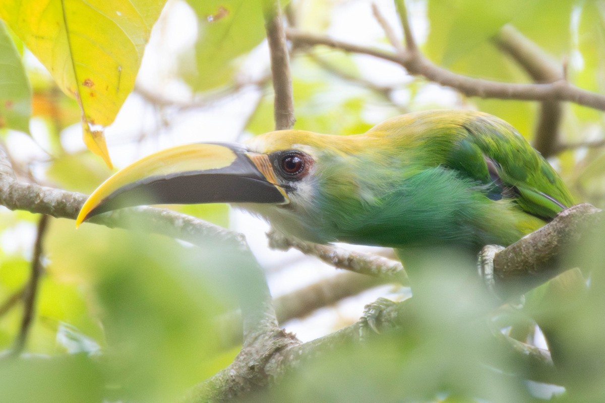 Northern Emerald-Toucanet (Wagler's) - ML637150061
