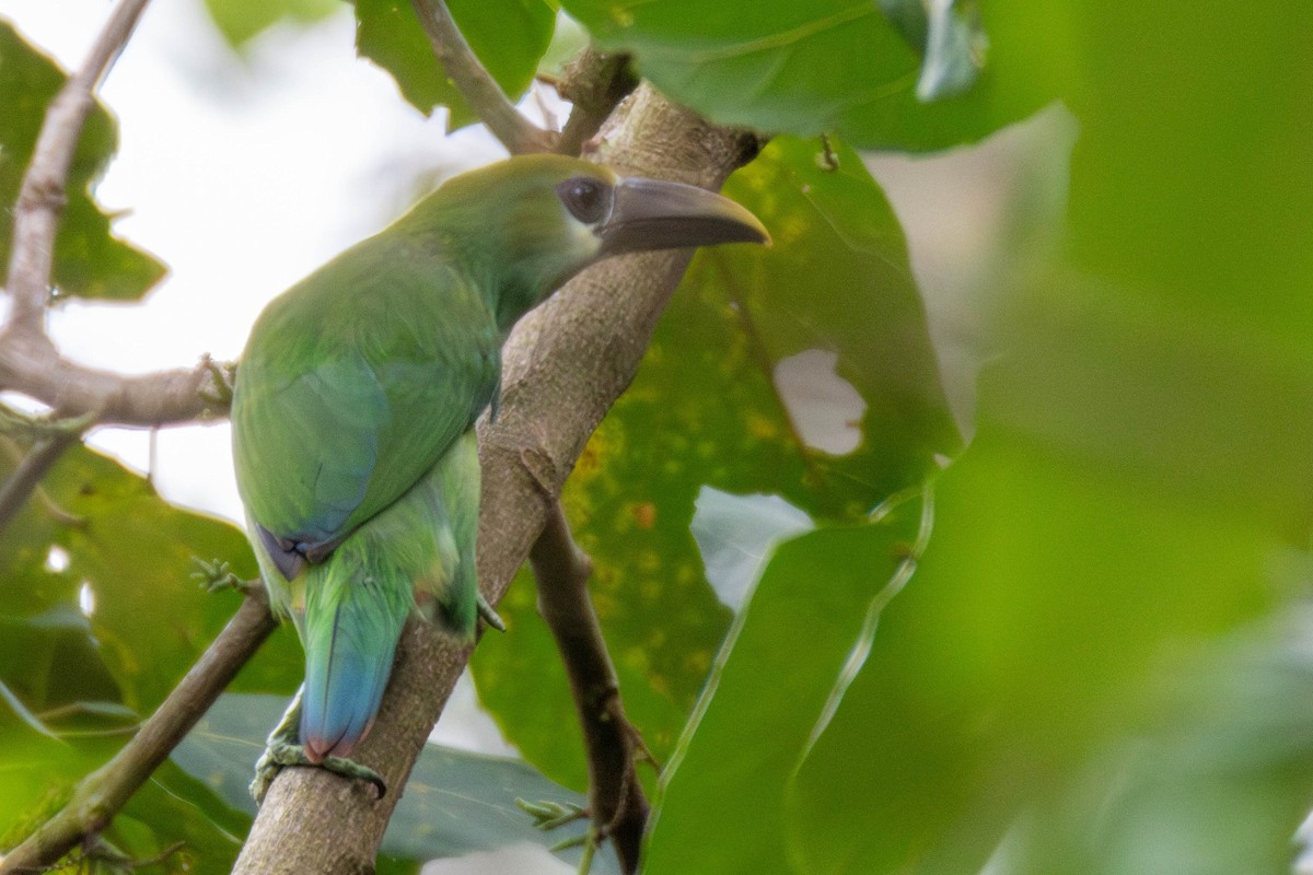 Northern Emerald-Toucanet (Wagler's) - ML637150065