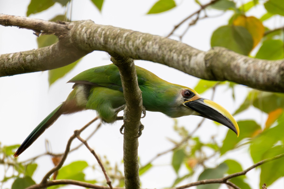 Northern Emerald-Toucanet (Wagler's) - ML637150067