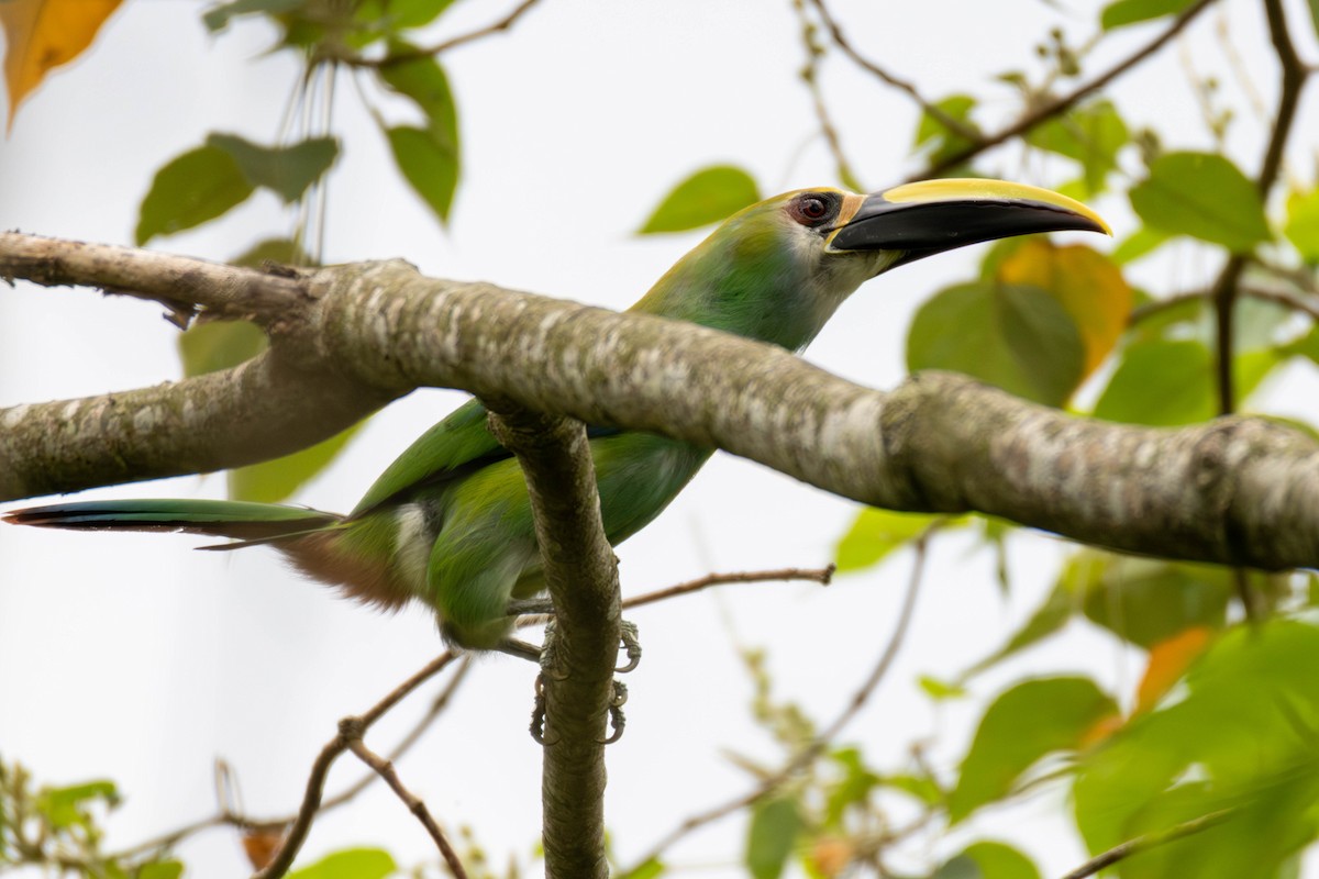 Northern Emerald-Toucanet (Wagler's) - ML637150068