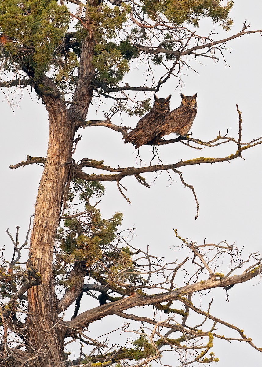 Great Horned Owl - ML637150090