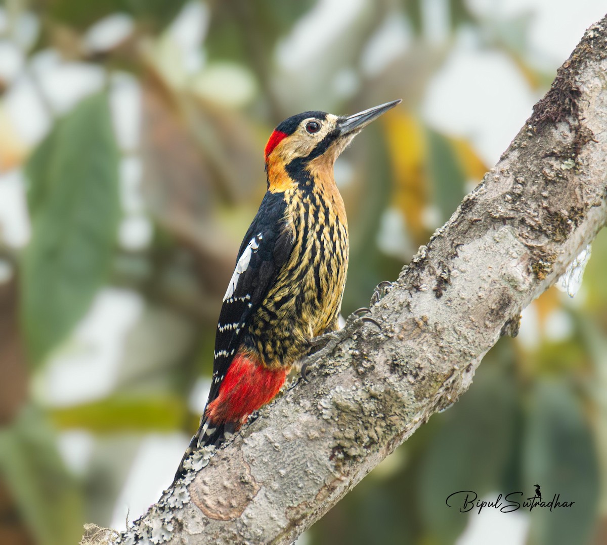 Darjeeling Woodpecker - ML637150091