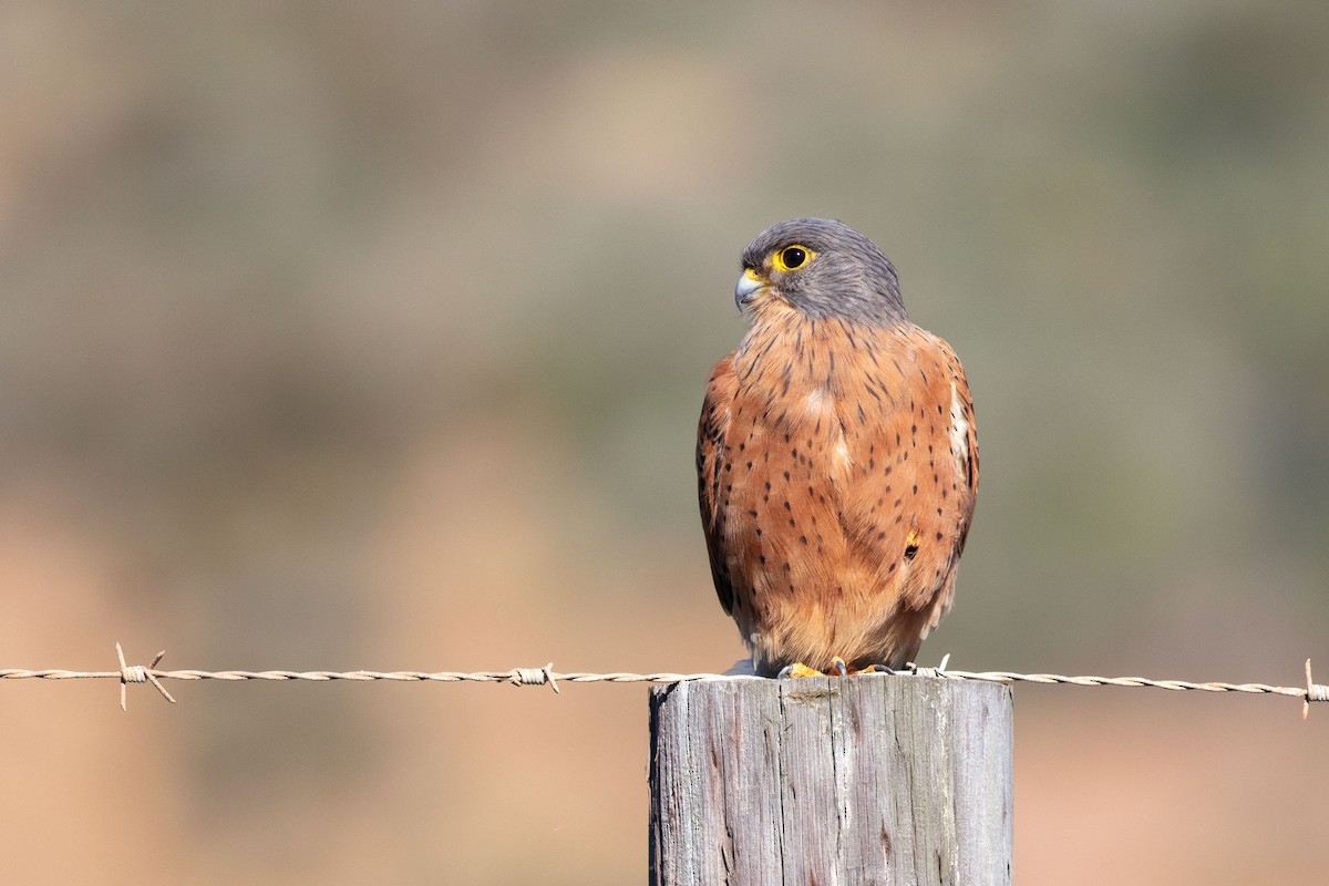 Rock Kestrel - ML637150196