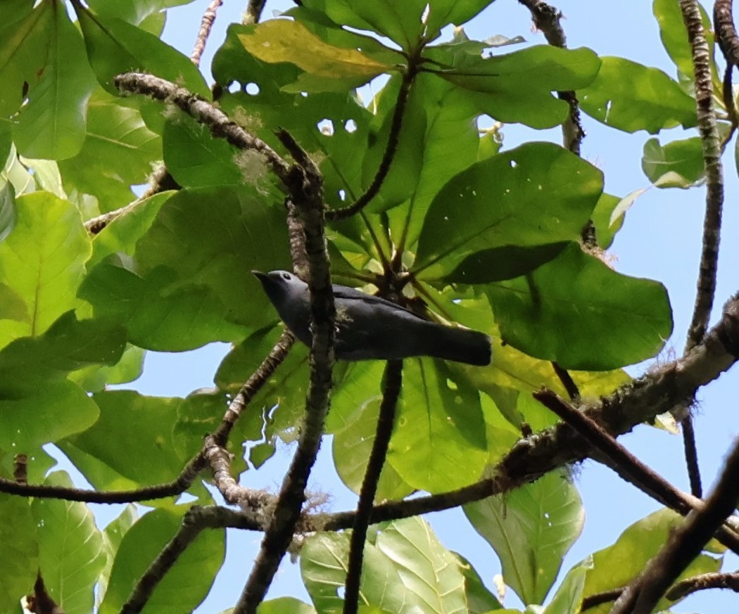 Échenilleur gris - ML637150678
