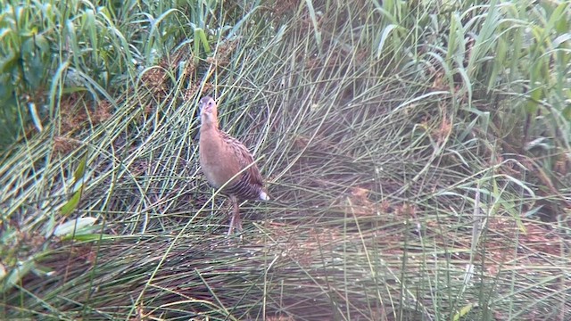 King Rail - ML637150818