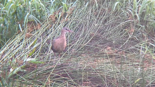 King Rail - ML637150843