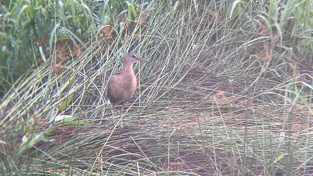 King Rail - ML637150877