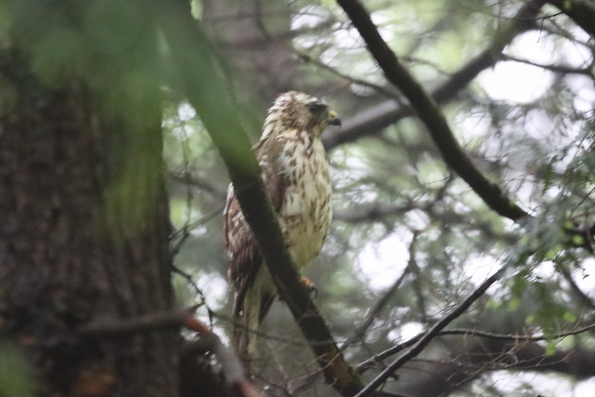 Red-shouldered Hawk - ML637151085