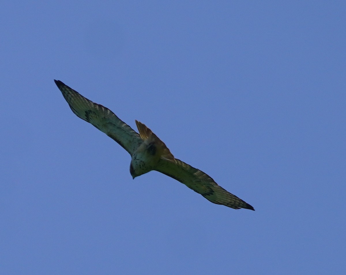Red-tailed Hawk - ML637151096