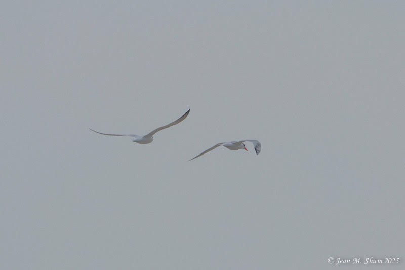 Royal Tern - ML637151104