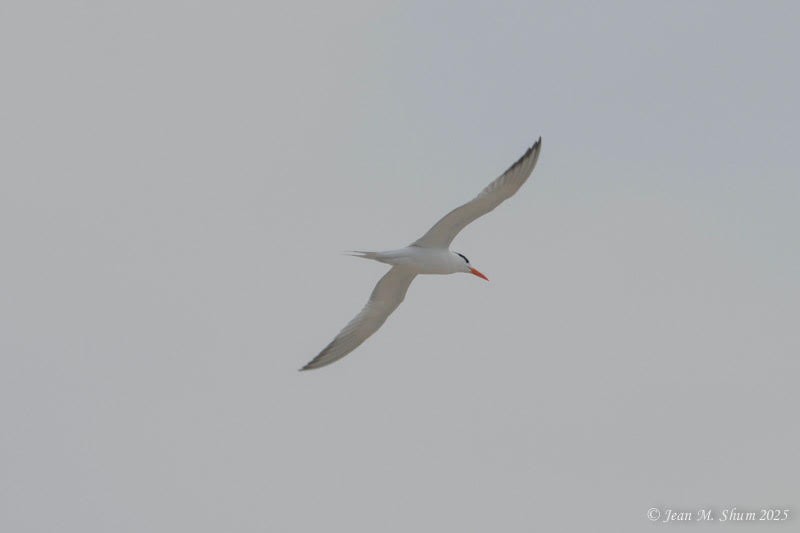 Royal Tern - ML637151105