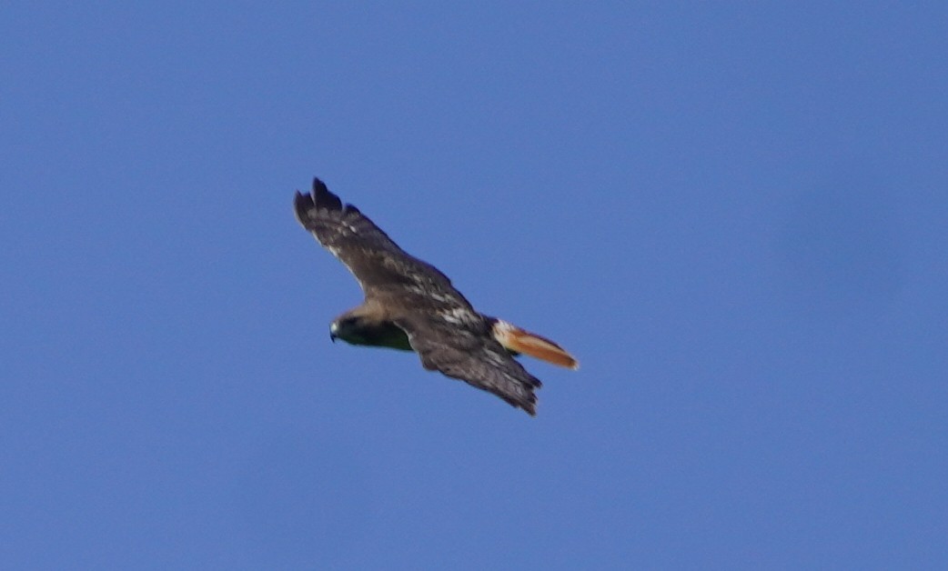 Red-tailed Hawk - ML637151123