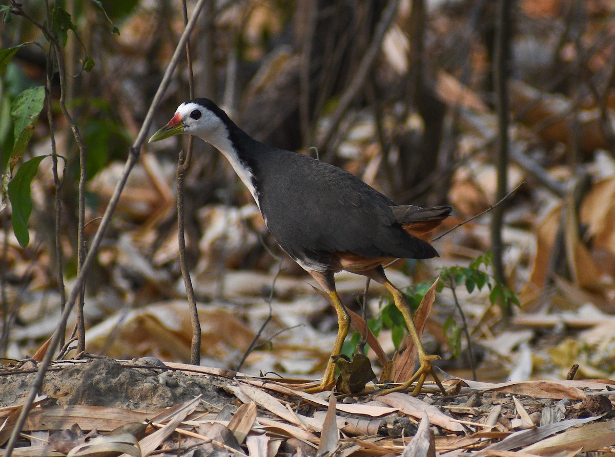 White-breasted Waterhen - ML637151161