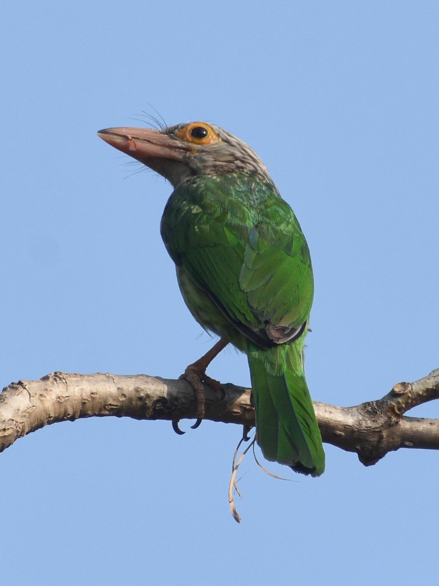 Lineated Barbet - ML637151207