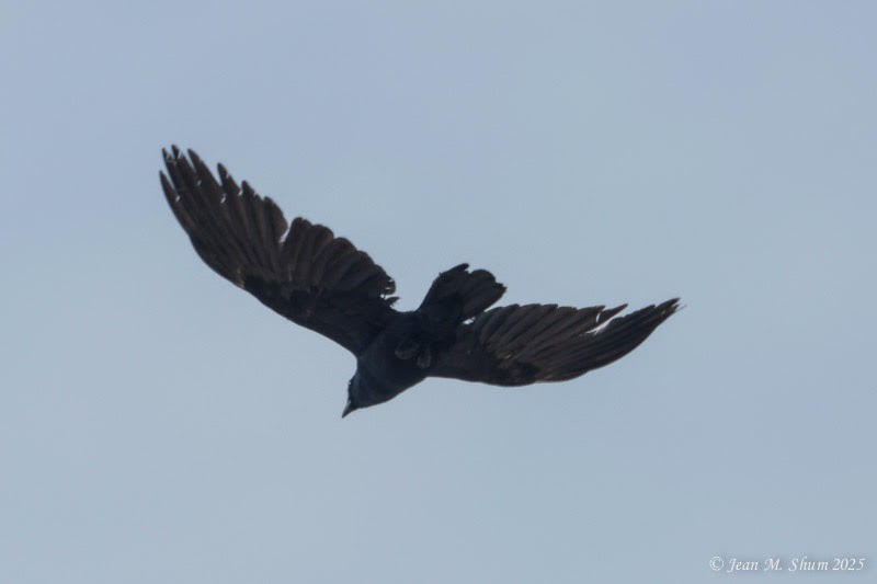 crow sp. - ML637151420