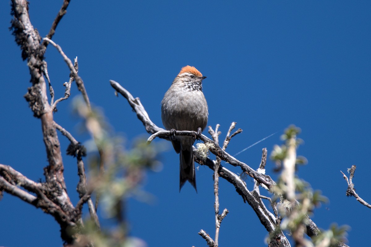 White-browed Tit-Spinetail - ML637151464