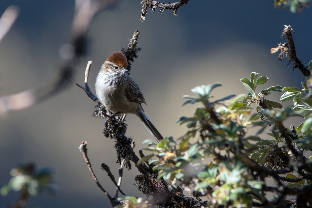 White-browed Tit-Spinetail - ML637151465