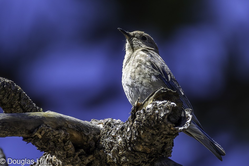 Mountain Bluebird - ML637151486