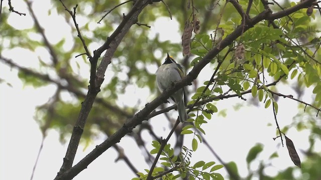 キンバネアメリカムシクイ - ML637151499